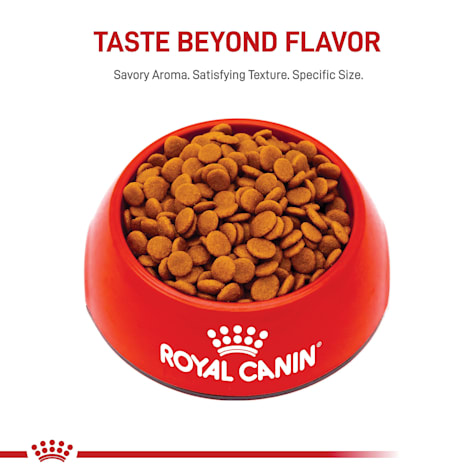 royal canin mini special