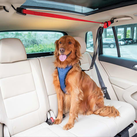 Solvit Pup Zip Zipline Dog Seat Belt