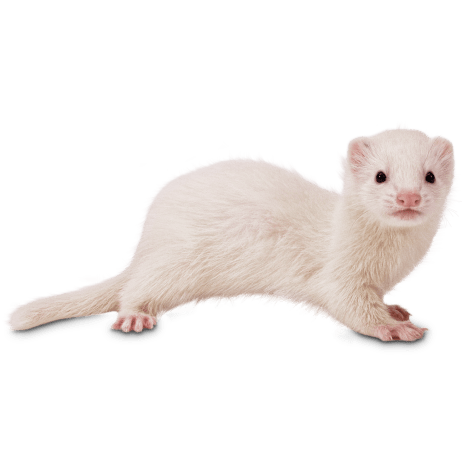 ferret for sale with cage