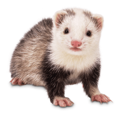 ferret for sale with cage