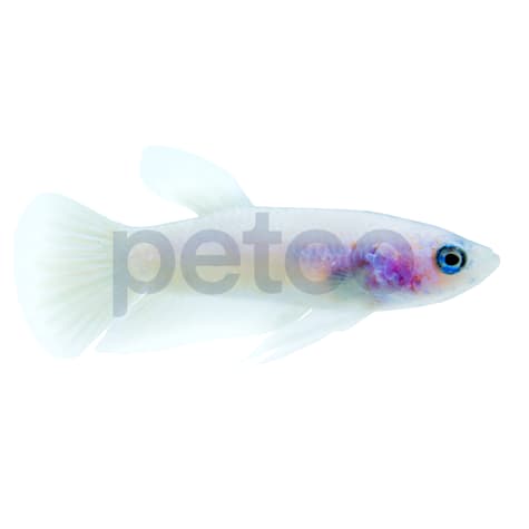 Baby Betta