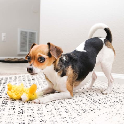 pet dog toy
