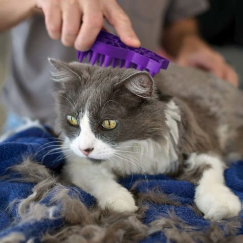 cat brush