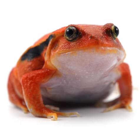 Tomato Frog