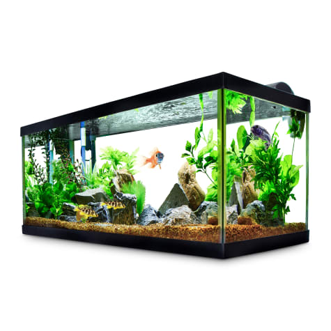 petco 125 gallon fish tank