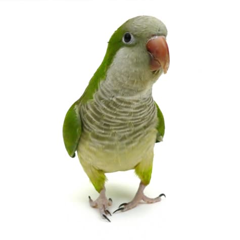 Quaker Parakeet