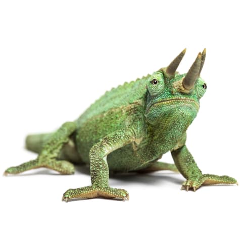 Jackson's Chameleon