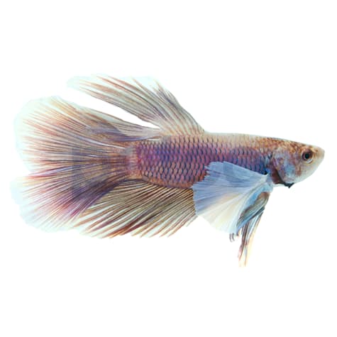 Male Elephant Ear Betta