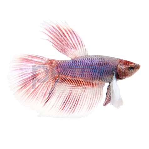 Male Delta Tail Elephant Ear Betta
