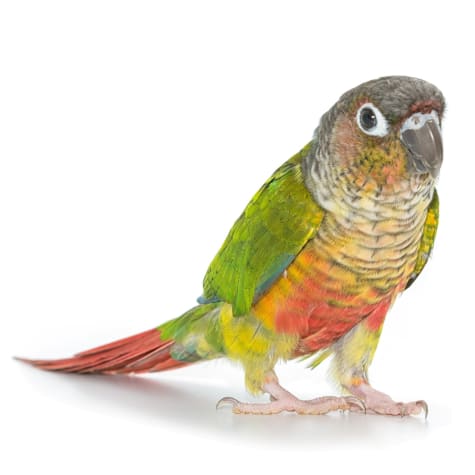 Green Cheek Conure