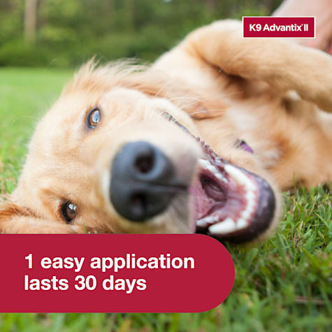 anti seizure meds for cats