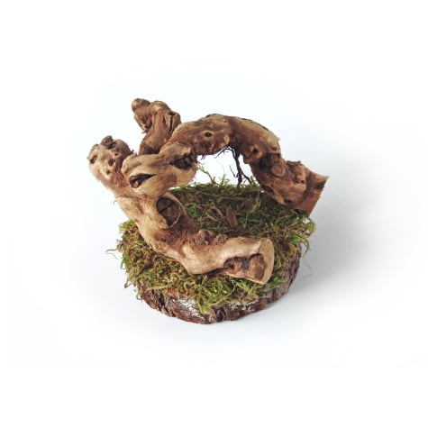 Mac's Creations Reptile Tree