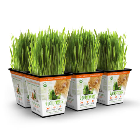Pet Greens Cat Grass Original Wheatgrass