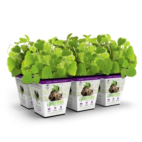 Pet Greens Live Catnip for Cats