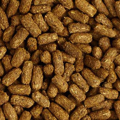 tortoise food shop near me