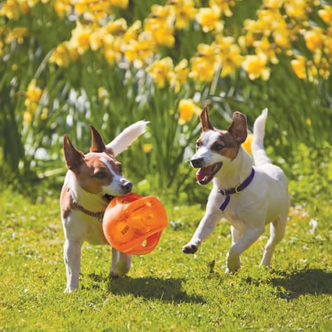 large dog ball