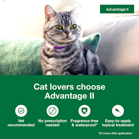 Bayer Advantage Ii Flea Prevention For Large Cats Over 9 Lb 6 Doses Cat Fleas Large Cats Flea Prevention For Cats