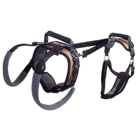 petsmart corner aquarium