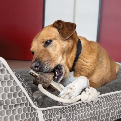 antler dog toy