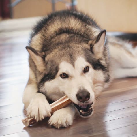 elk antlers for dogs