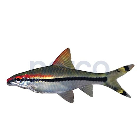 Roseline Shark