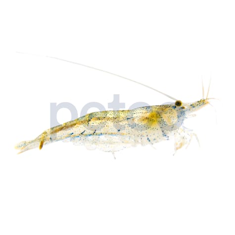 Amano Shrimp