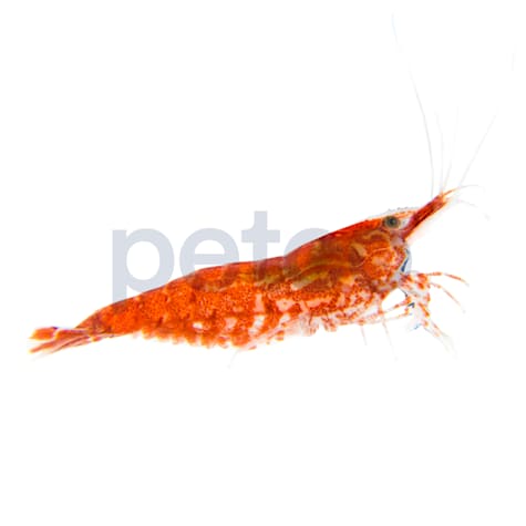 Cherry Shrimp