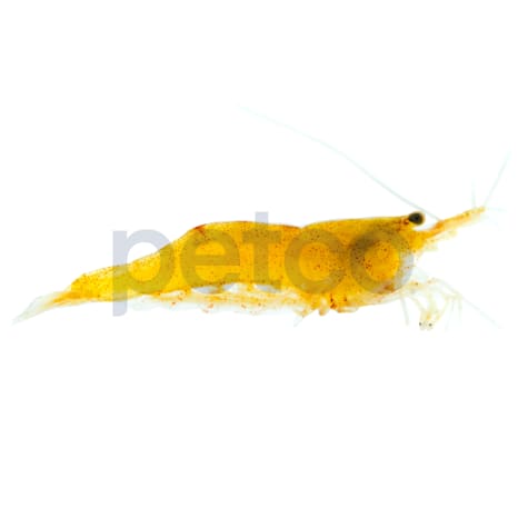 Orange Shrimp