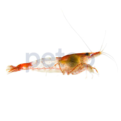 Red & White Shrimp