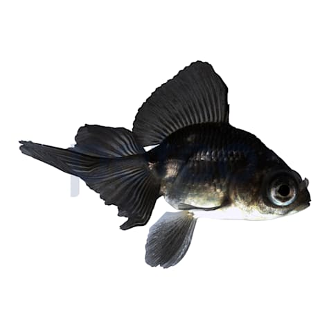 Black Butterfly Goldfish, 2.5