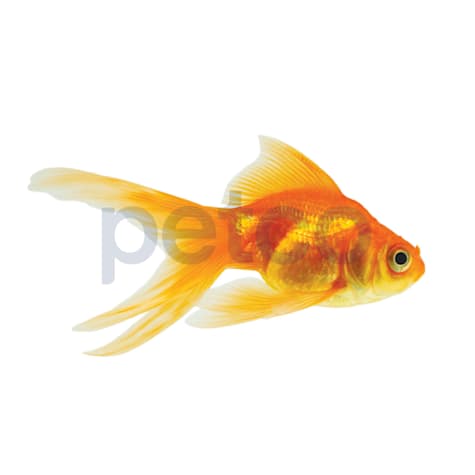 Red Ryukin Goldfish
