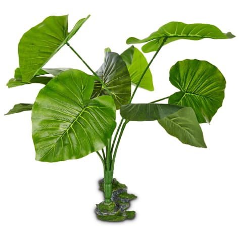 Imagitarium Ficus Terrarium Plant
