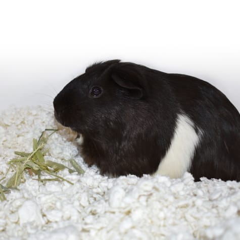 petco guinea pig