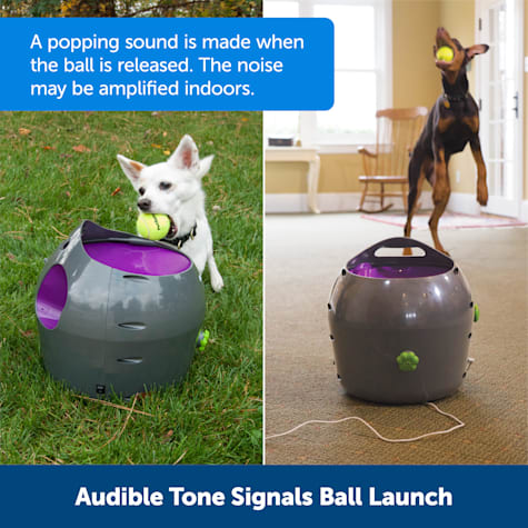 petsafe automatic ball launcher dog toy