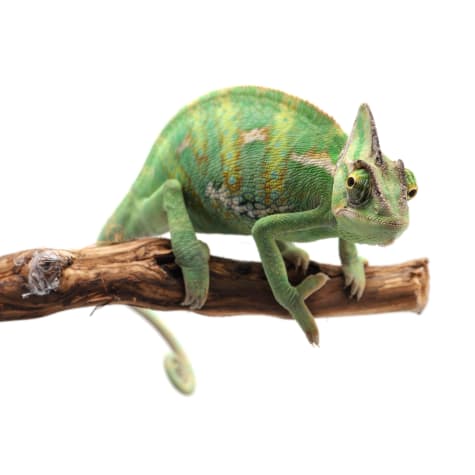 Veiled Chameleon