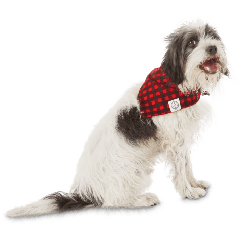 scarf for a dog