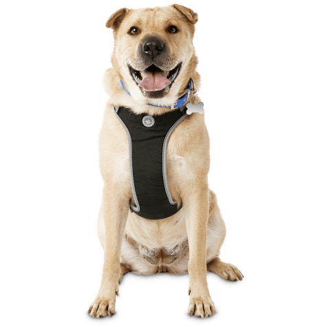 YOULY The Classic Black Harness for Large Dog