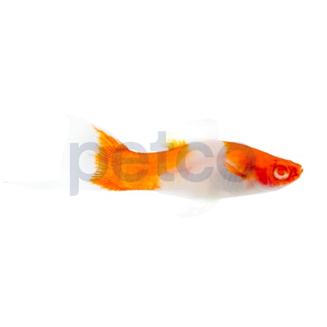 Kohaku Swordtail