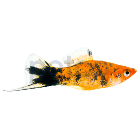 Sanshoku Koi Swordtail