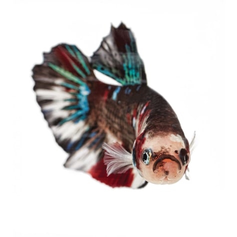 petco koi betta