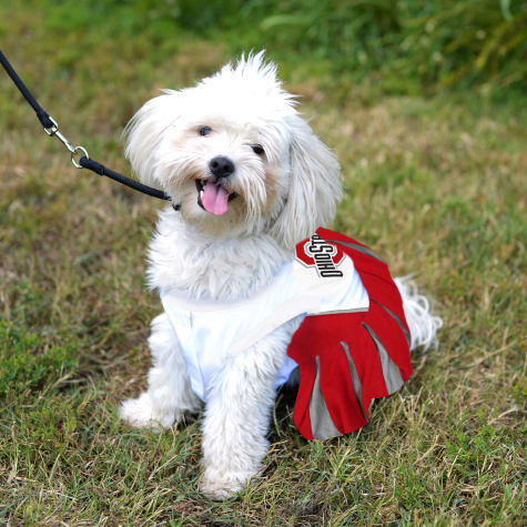 ohio state dog cheerleader outfit