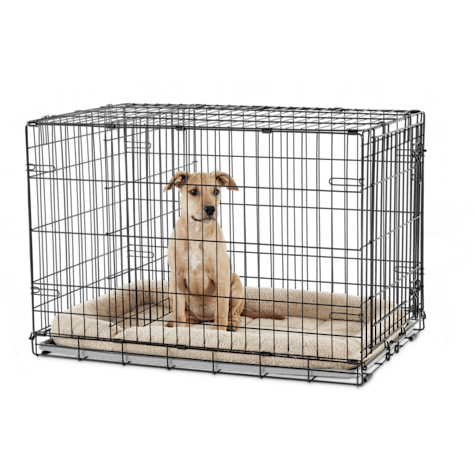EveryYay Going Places 1-Door Folding Dog Crate