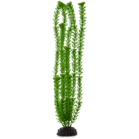 Imagitarium Green Ambulia Background Aquarium Plant