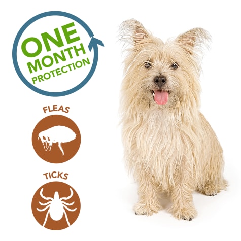 best topical flea and tick for dogs