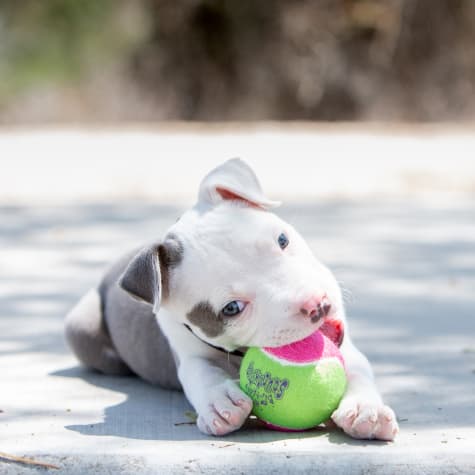 ball dog