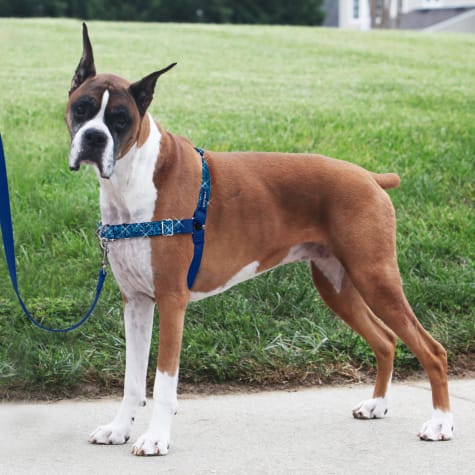 easy walk harness on dog