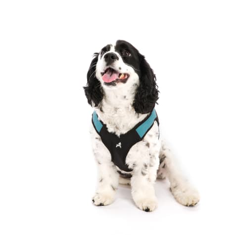 gooby easy fit harness petco