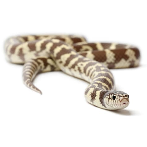 King Snake