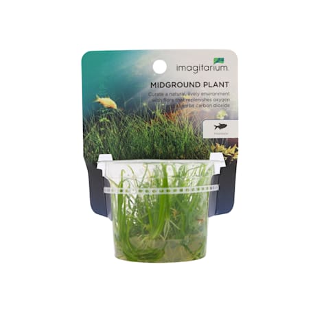 Helanthium tenellum - Tissue Culture Aquarium Plant
