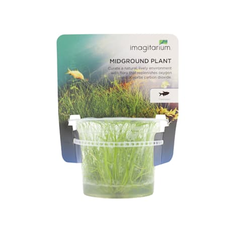 Eleocharis acicularis - Tissue Culture Aquarium Plant